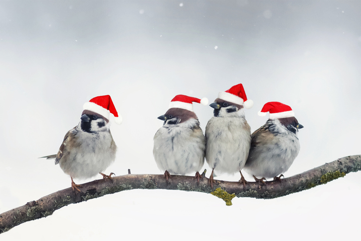 funny Christmas birds with little red hats during a snowfall