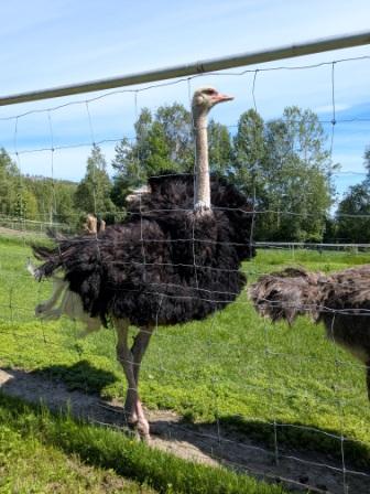Örnsköldsvik utflykt med Umeå RTP9