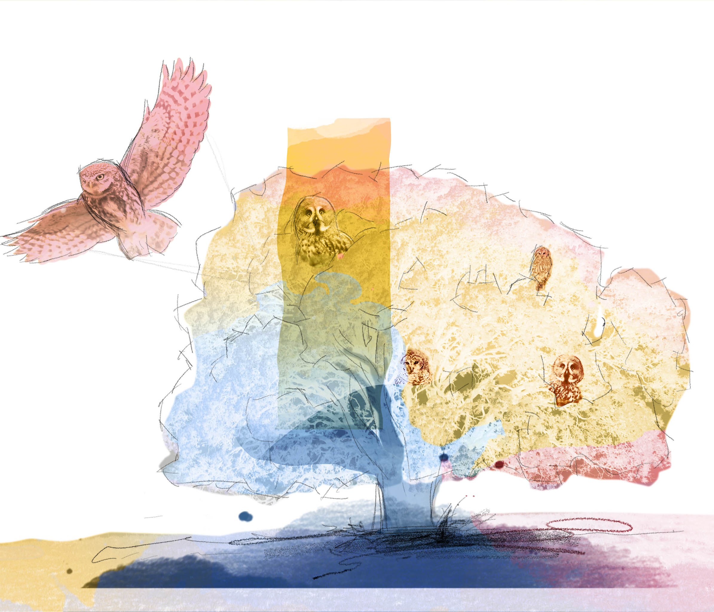 Illustration som visar ugglor sittande i ett träd